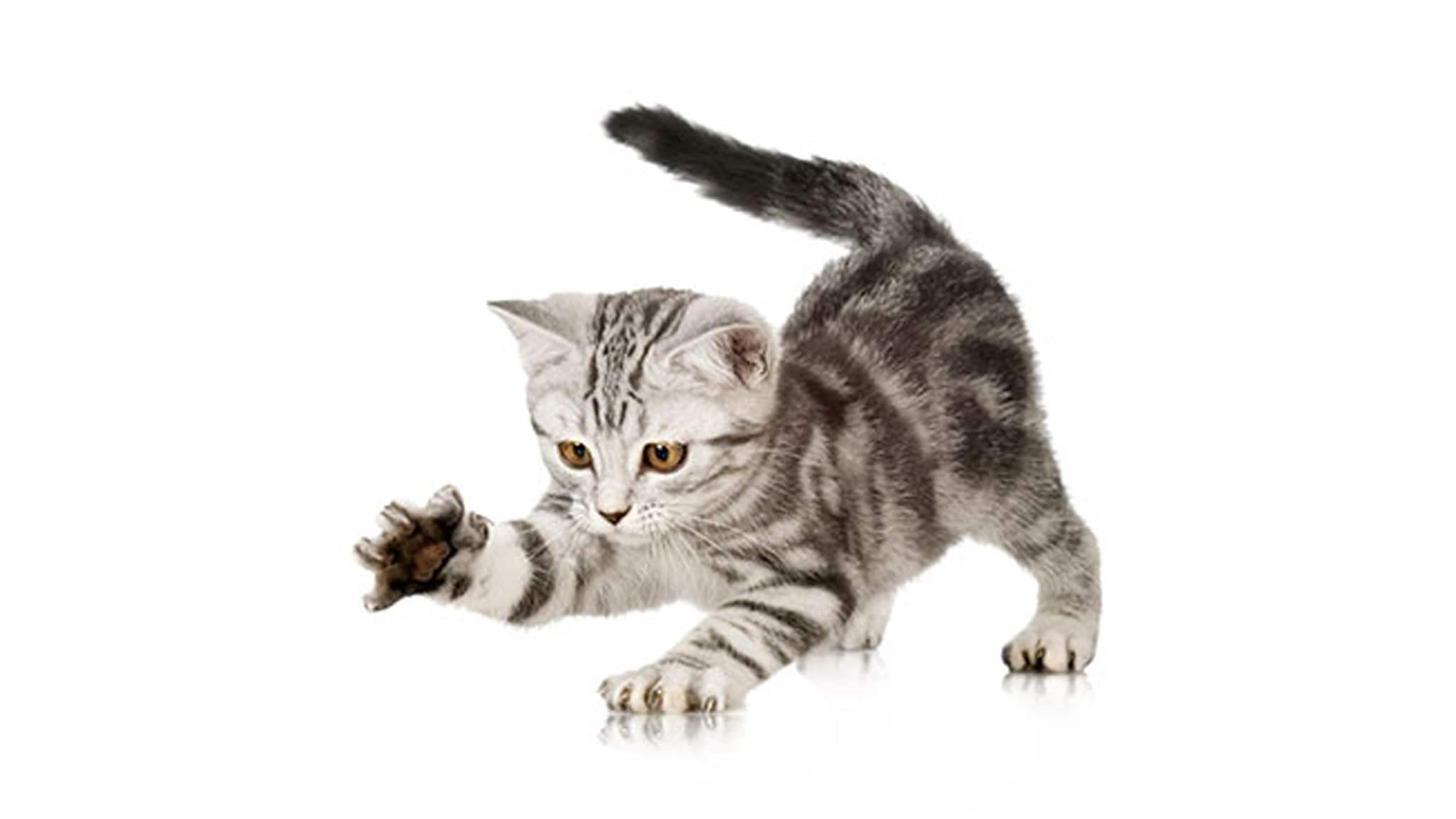 Grey kitten on white background