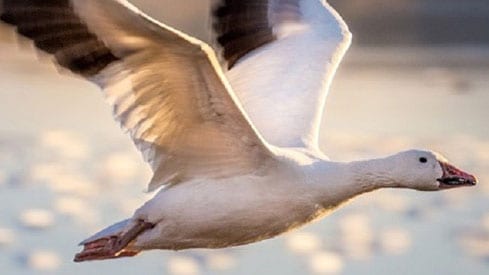 Goose in flight