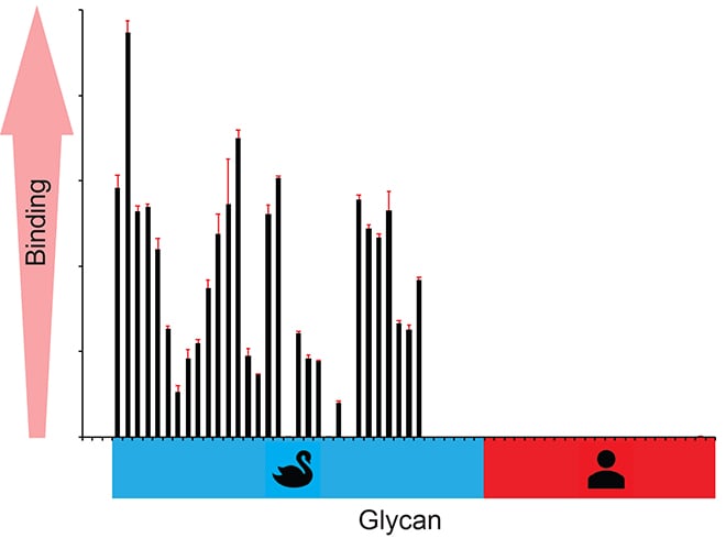 Chart avian vs human-type receptors showing virus maintains a preference for avian-type receptors