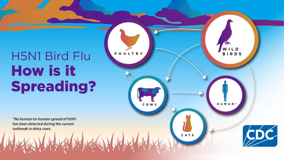 H5N1 Bird Flu How is it Spreading?