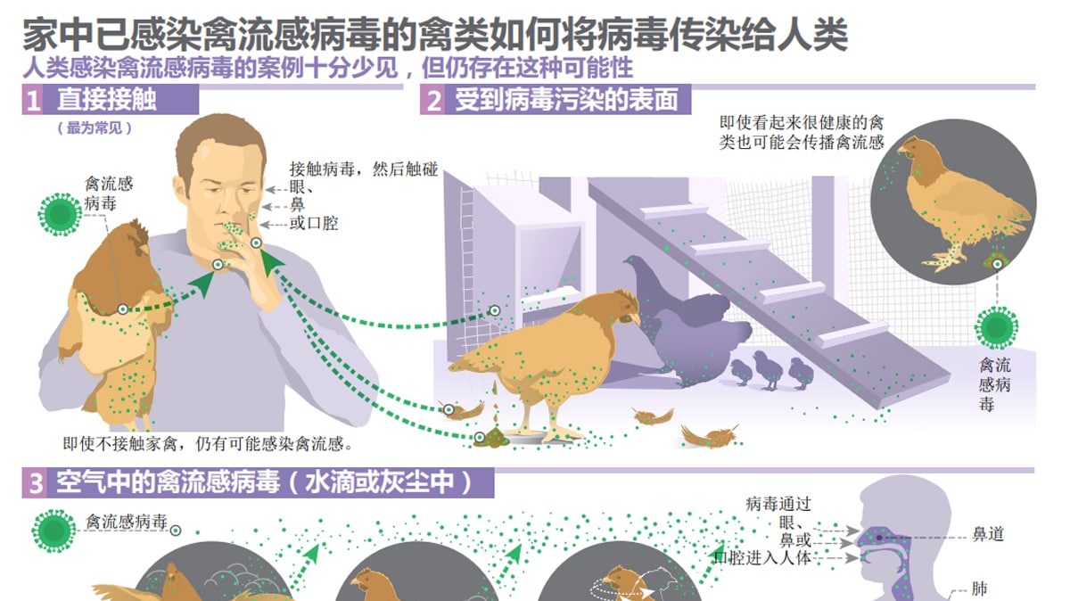 how infected backyard poultry could spread bird flu to people (simplified chinese)