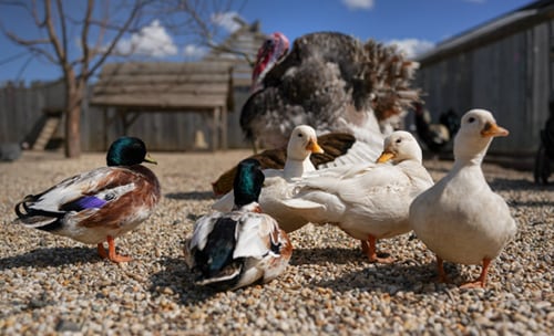 ducks outside