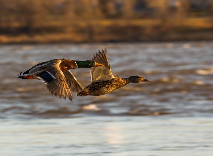 Flying ducks