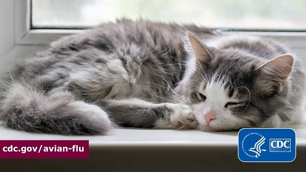 Cat sleeping on a windowsill