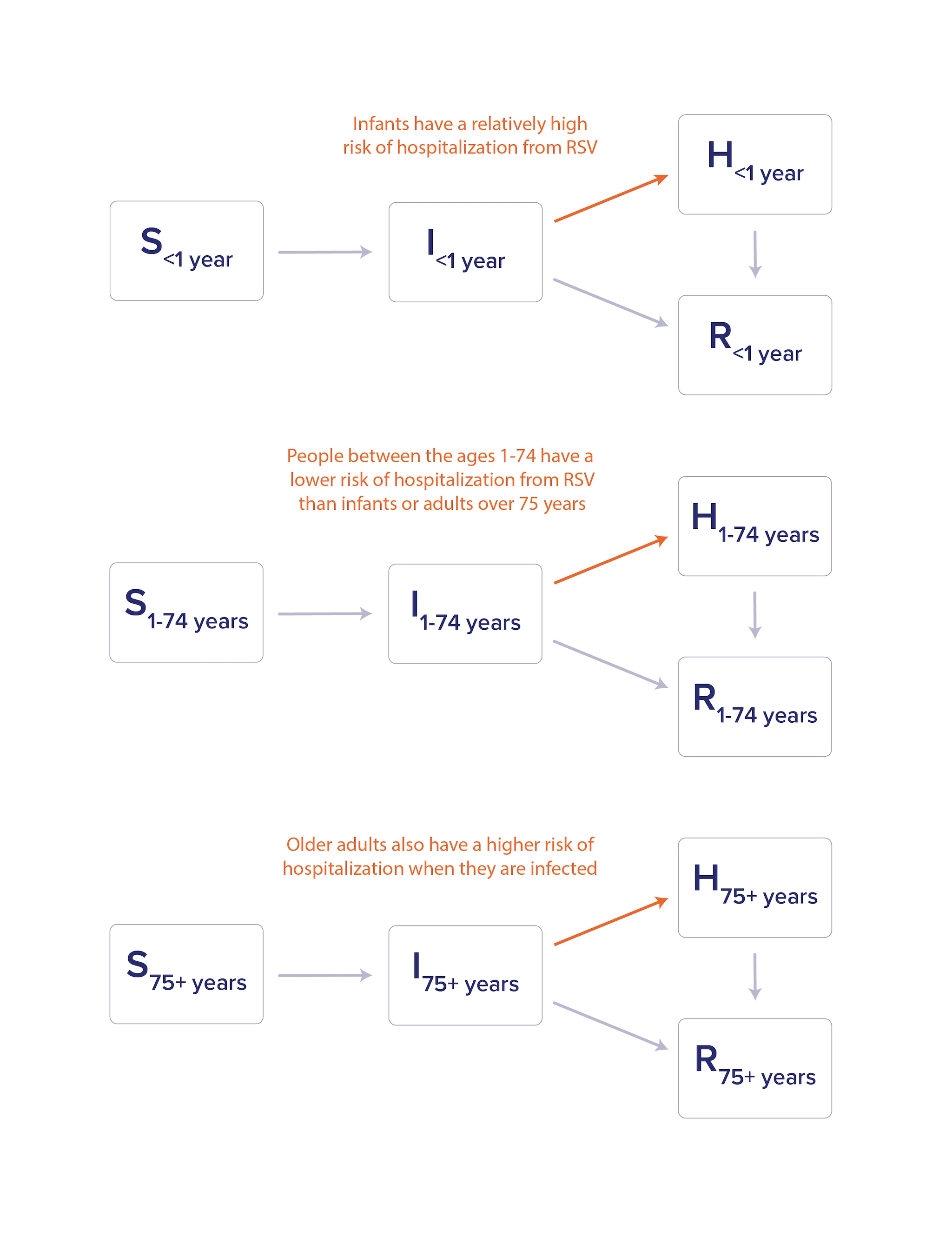 An SIR model diagram with an additional Hospitalized compartment with three age groups: infant, adult, and >75 years.