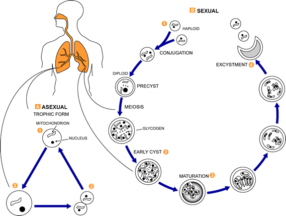 lifecycle