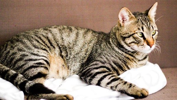 Cat laying in a pet bed.