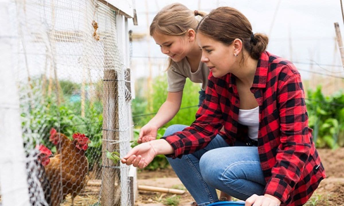 A mother with her small daughter feeding chickens.