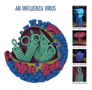 Influenza virus with HA and NA surface proteins Note: Image tags are not currently exportable. This information is best viewed via the Preview URL.