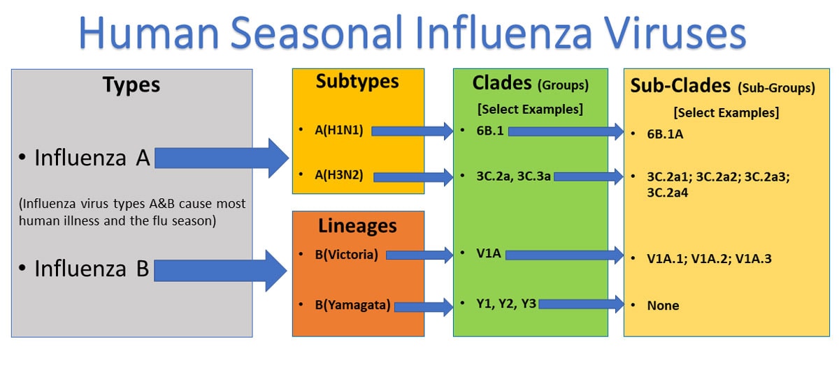 Human Seasonal Influenza Virus