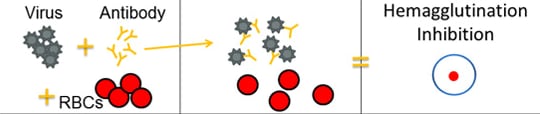 The rightmost section of the image shows what hemagglutination inhibition looks like in the well of a microtiter plate.