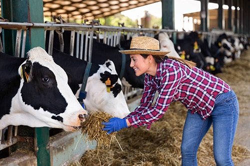 Woman giving straw or hay to dairy cows