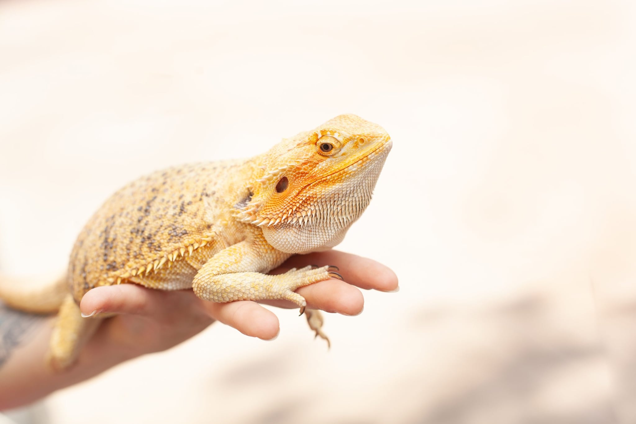 A bearded dragon