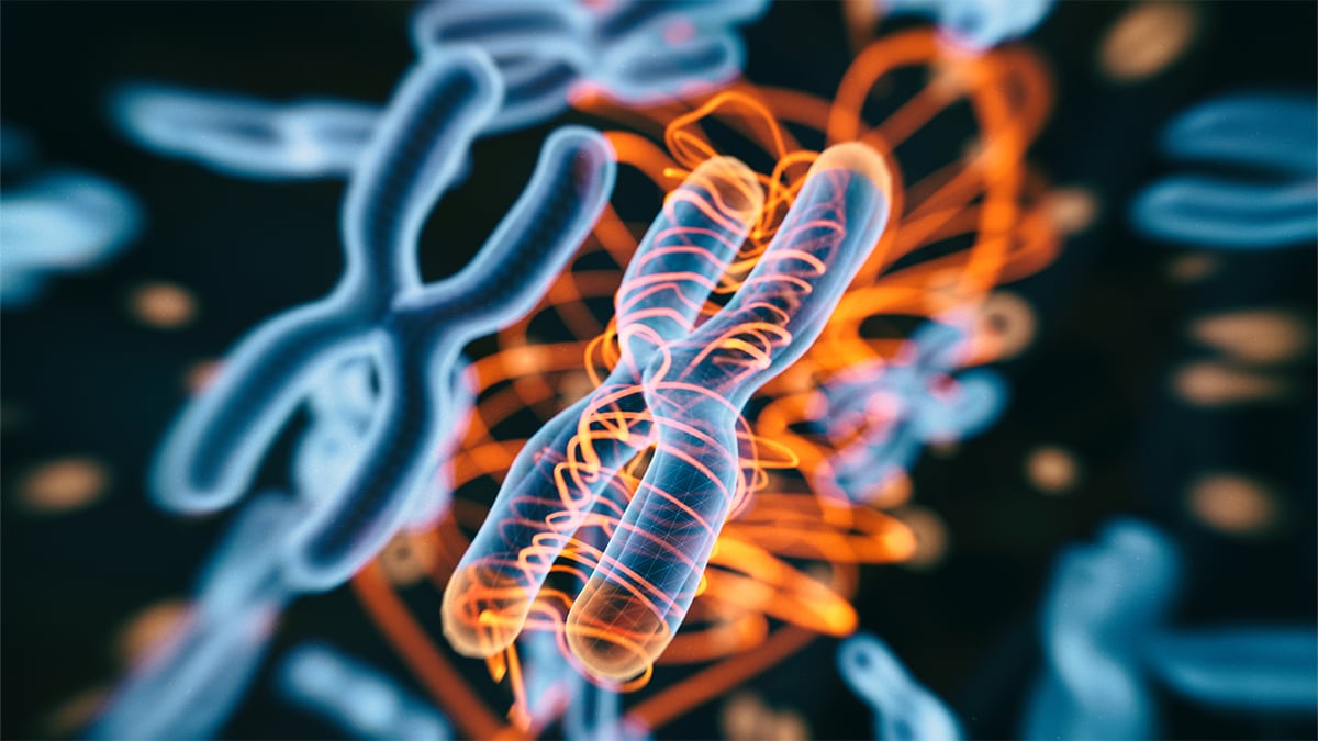 Graphic showing the FMR1 gene for fragile X messenger ribonucleoprotein 1