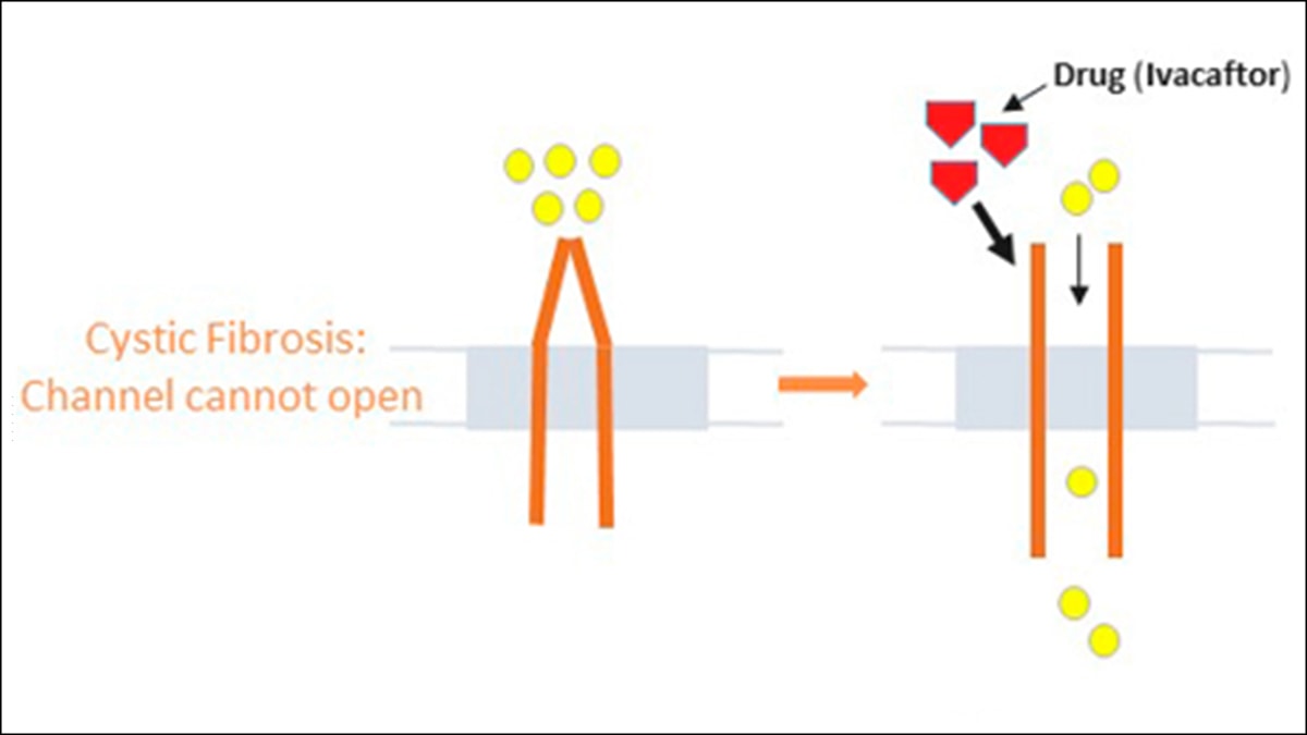 In some cases of cystic fibrosis, the channel is present but cannot open. The drug ivacaftor acts to open the channel.