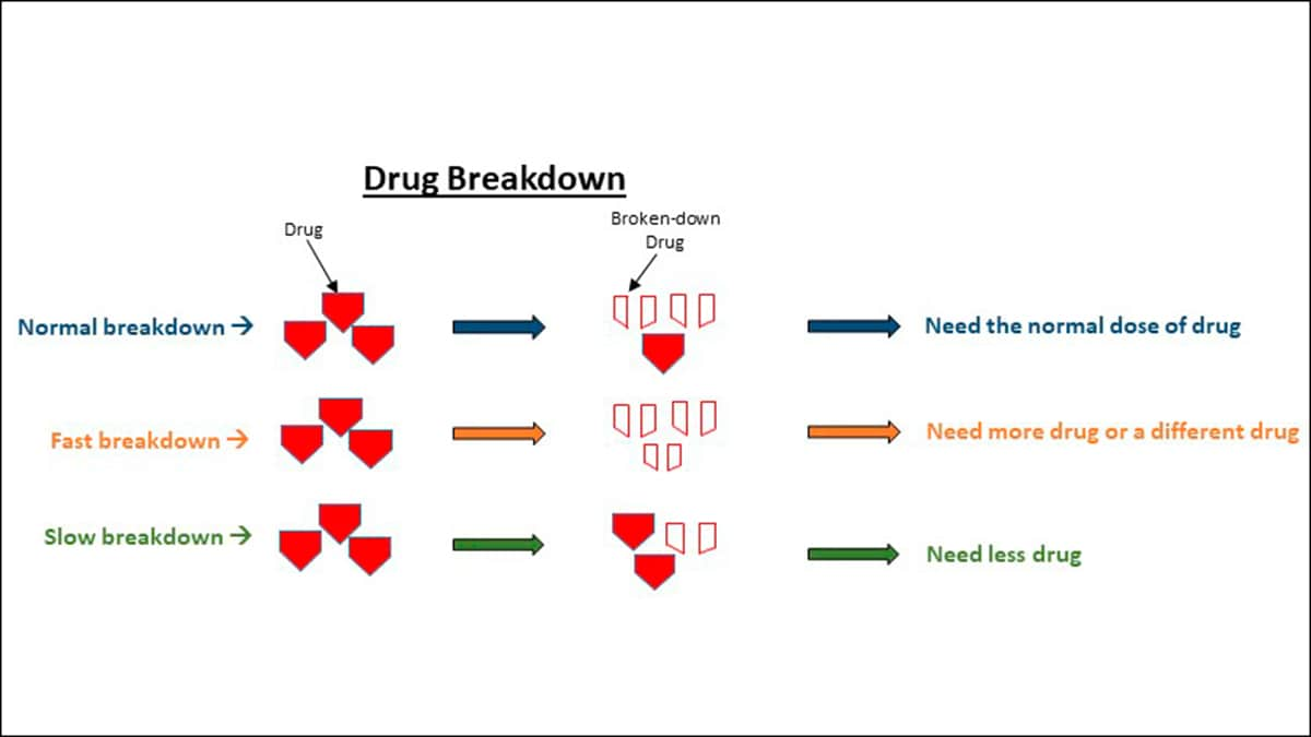 Drug Breakdown: If your body breaks down the drug normally, then, you need the normal dose of the drug. If your body breaks down the drug faster, then you need more of the drug or a different drug. If your body breaks down the drug slower, then your need less of the drug.