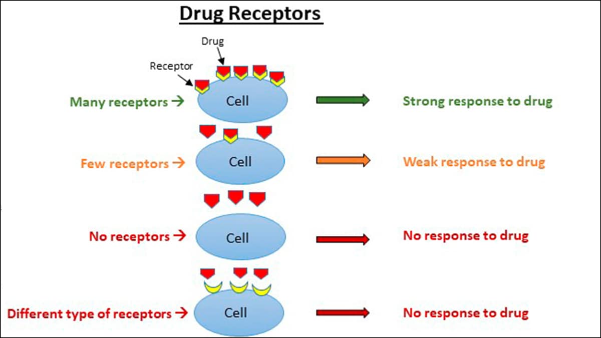 Drug Receptors: If your cells have many receptors for the drug, then you will have a strong response to the drug. If your cells have few receptors, then you will have a weak response to the drug. If your cells have no receptors, then you will not respond to the drug. If your cells have different receptors and the drug cannot attach to them, then you will have no response to the drug.