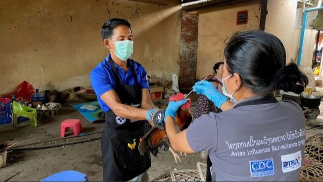 A health worker collects a sample from a rooster using a swab. Another health worker holds the rooster.