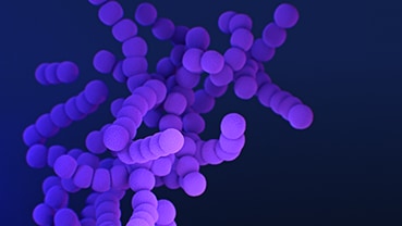 Medical illustration of erythromycin-resistant group A Streptococcus.