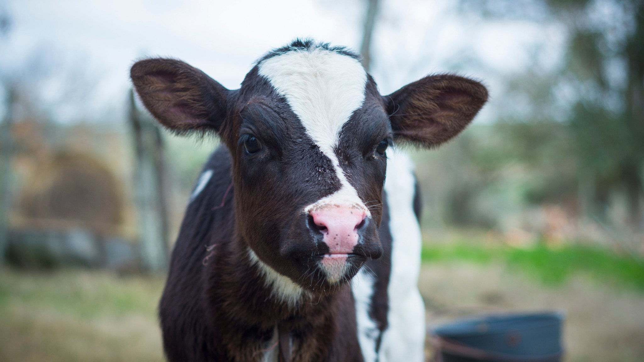 A young calf