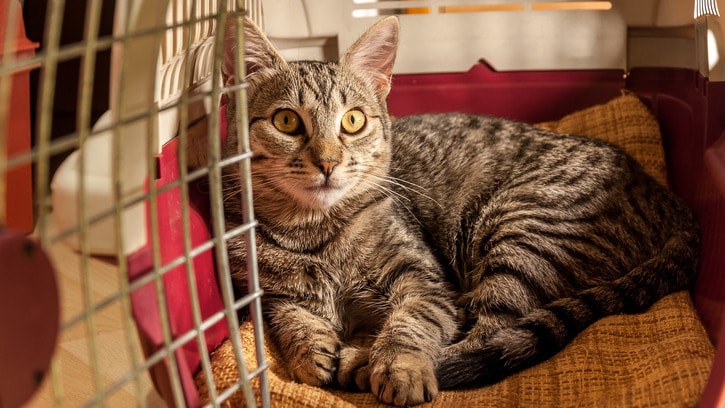 A cat in a carrier