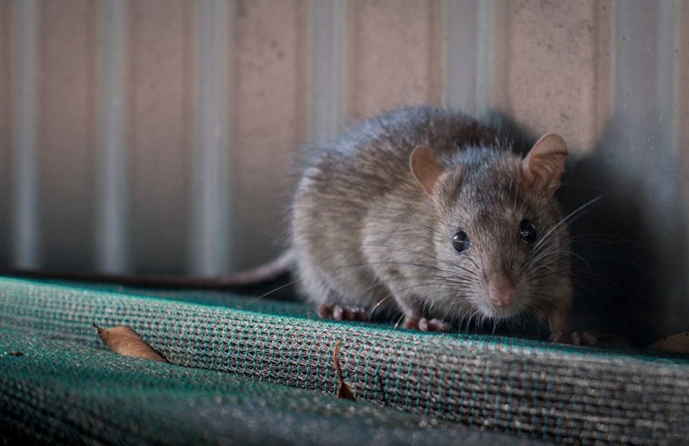 A rat surprised to see a human so close.