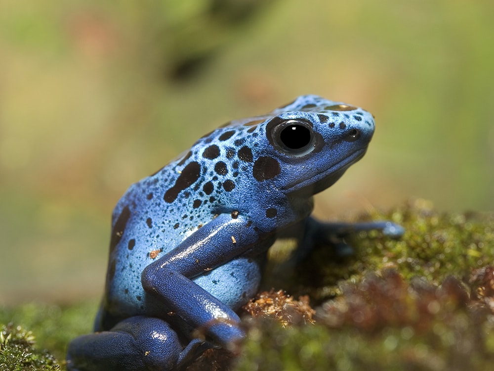 Blue Poison Dart Frog