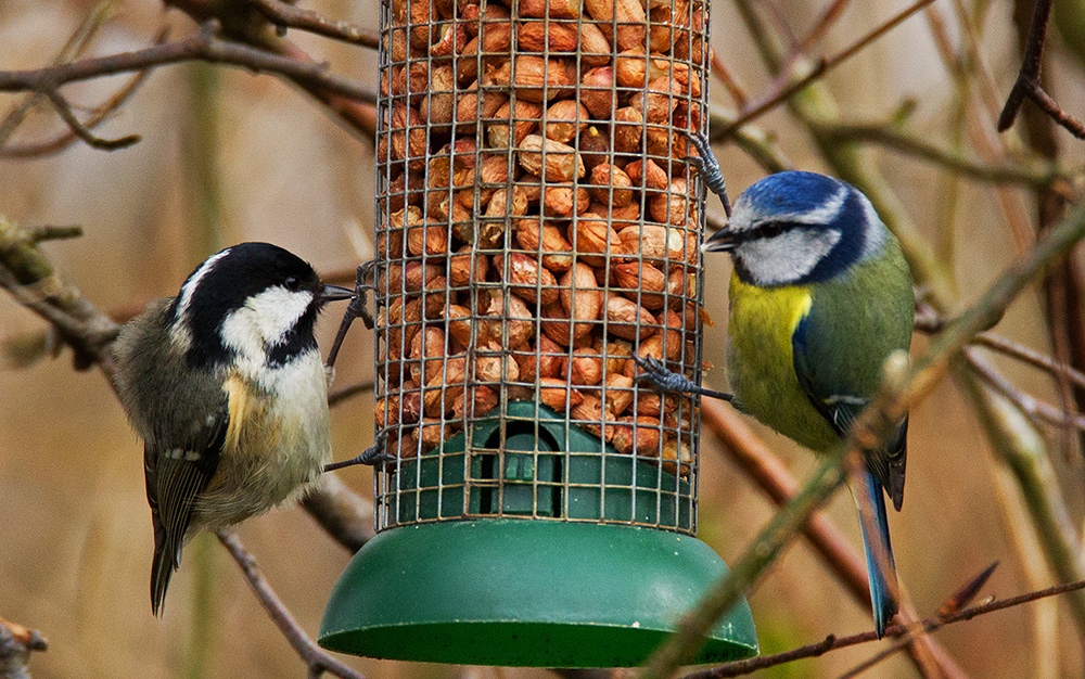 Two birds reaching for nuts