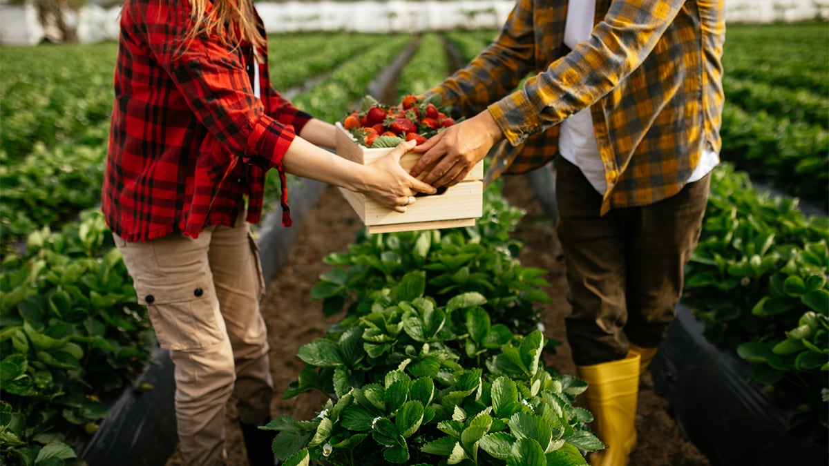 Fresh strawberry farmers in a field harvesting strawberries.