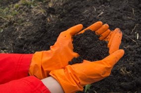 Gloved hands cupping soil.