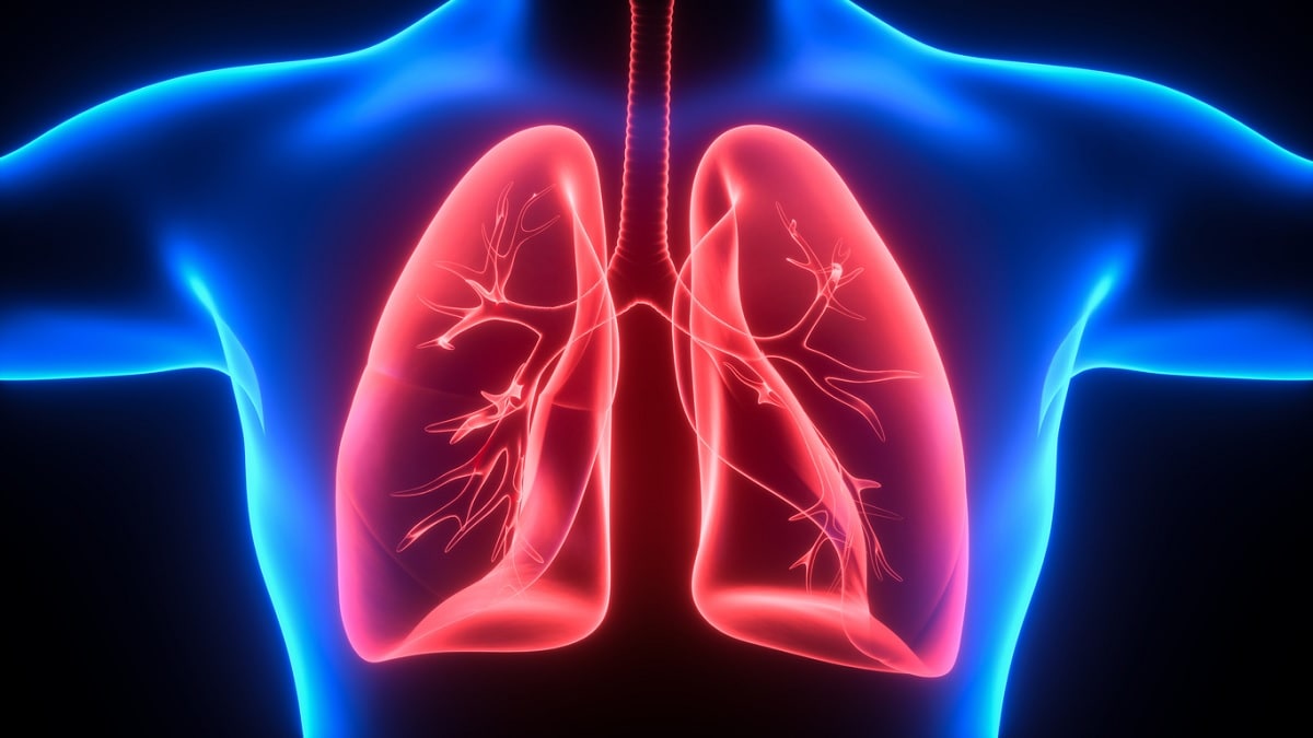 Medical illustration of the lungs