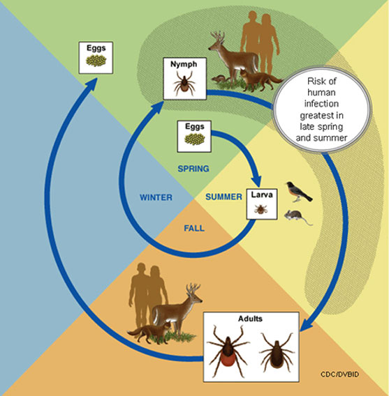 Graph showing tick lifecycle