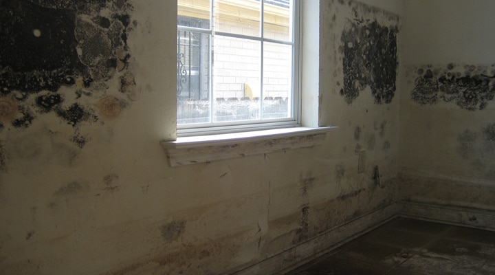 Black mold on inside walls.