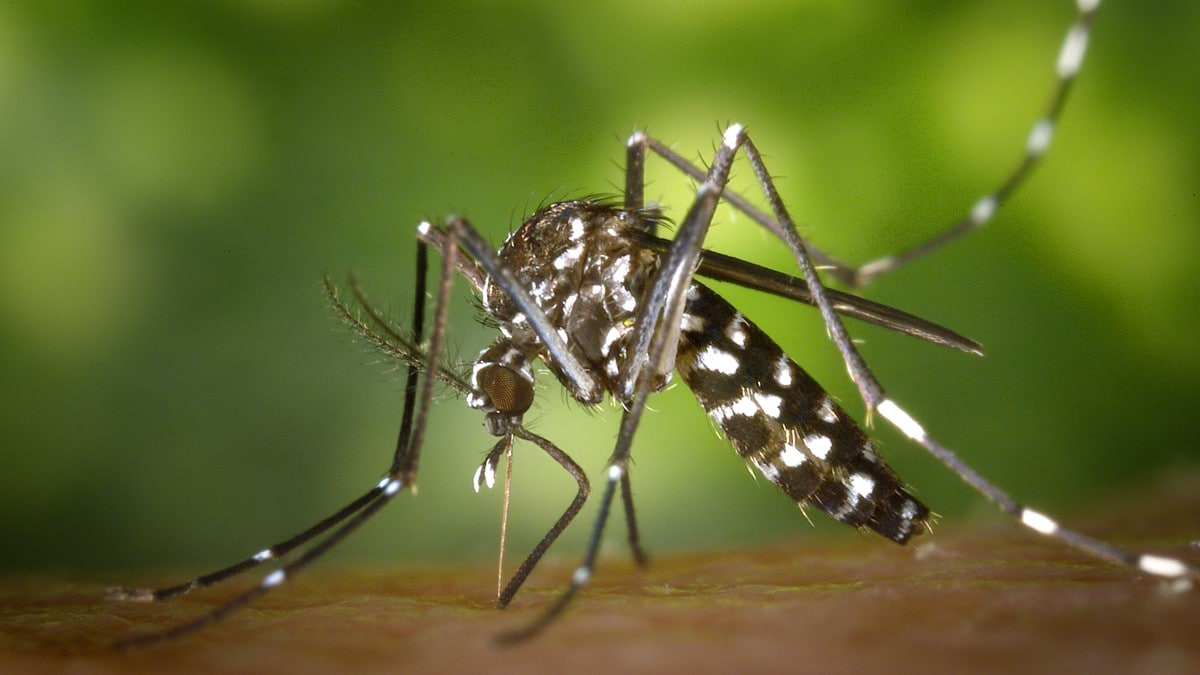 Photo of a female Aedes albopictus mosquito starting to take a blood meal.