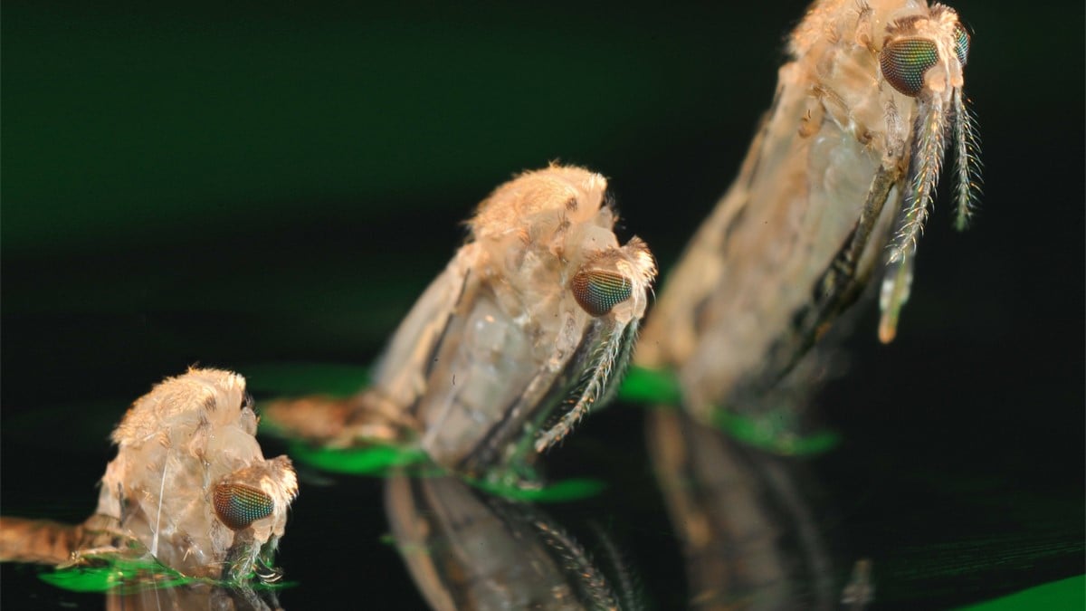 An Anopheles species mosquito emerging from a pupa.