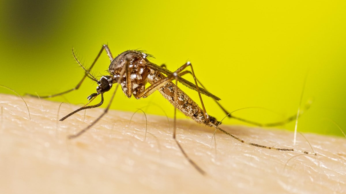 Photo of female Aedes aegypti mosquito starting to take a blood meal (LVV7_2022_006)