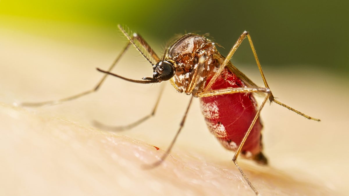 Photo of a female Aedes aegypti female after taking a blood meal.