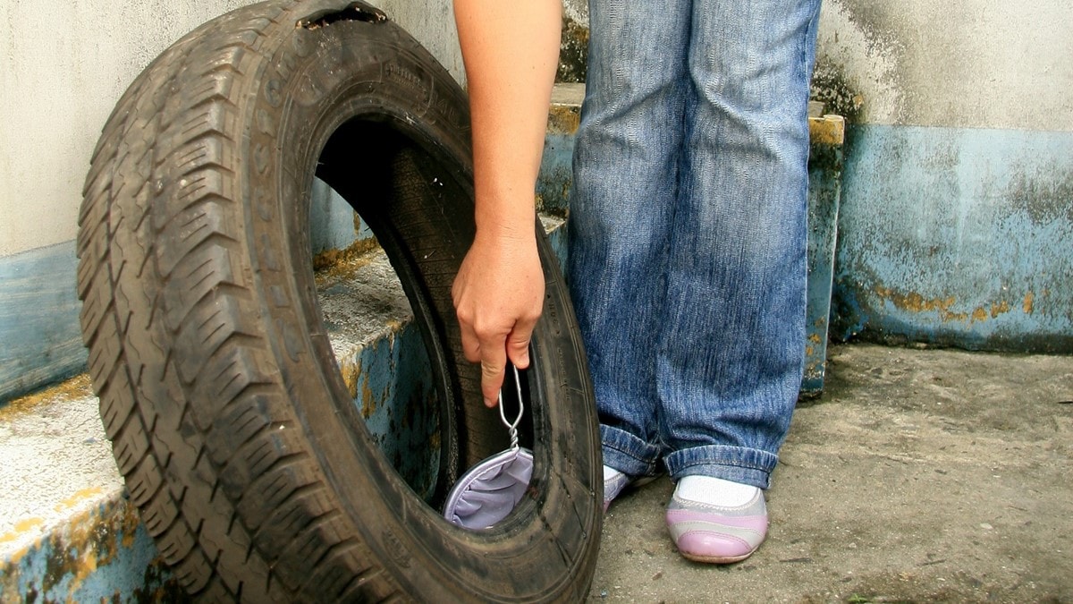 Mosquito larvae being collected from a tire.