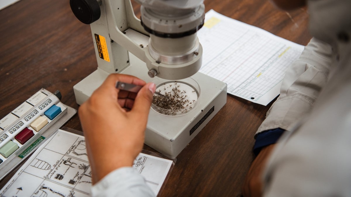 Mosquito control professional sorting mosquitoes