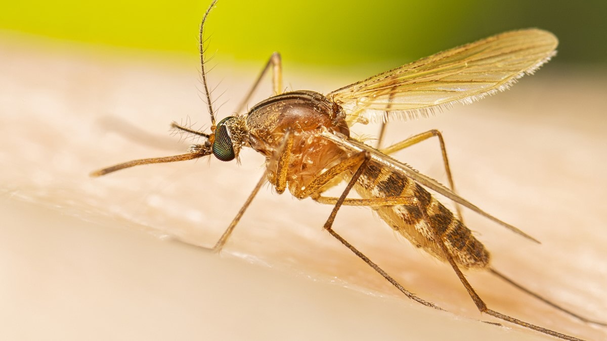 A southern house mosquito feeding.