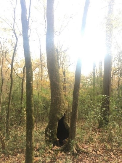 Forest featuring a tree with a very large hollow area in the base