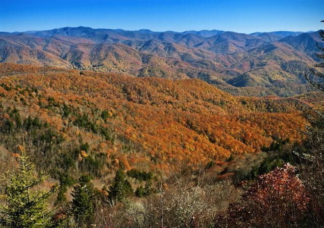 Aerial shot of forest during fall