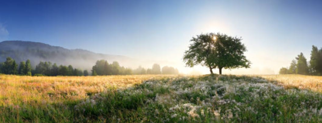 Image of the sun casting shadows on a lush field through the top of a tree's leaves