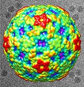 Surface view of EV-D68 looking down an icosahedrtal 2-fold axis.