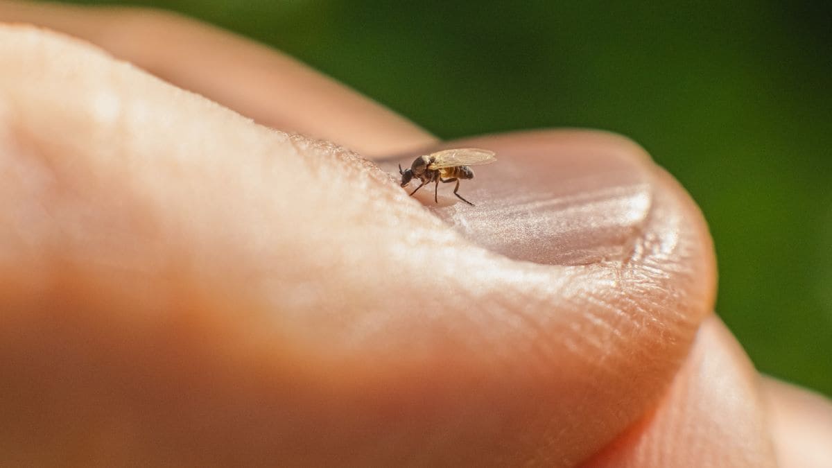 Close up of midge on a person's thumbnail. It is very small compared to the size of the nail.