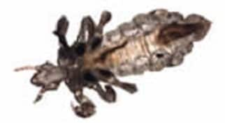 An adult louse