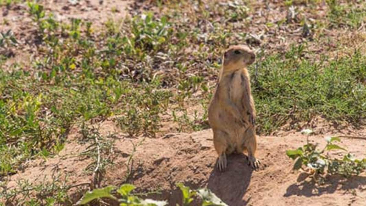 Prairie dog in a field.