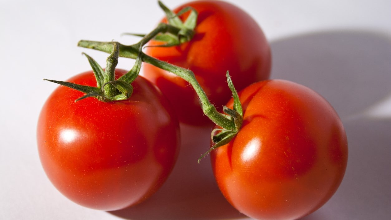 three tomatoes on a vine