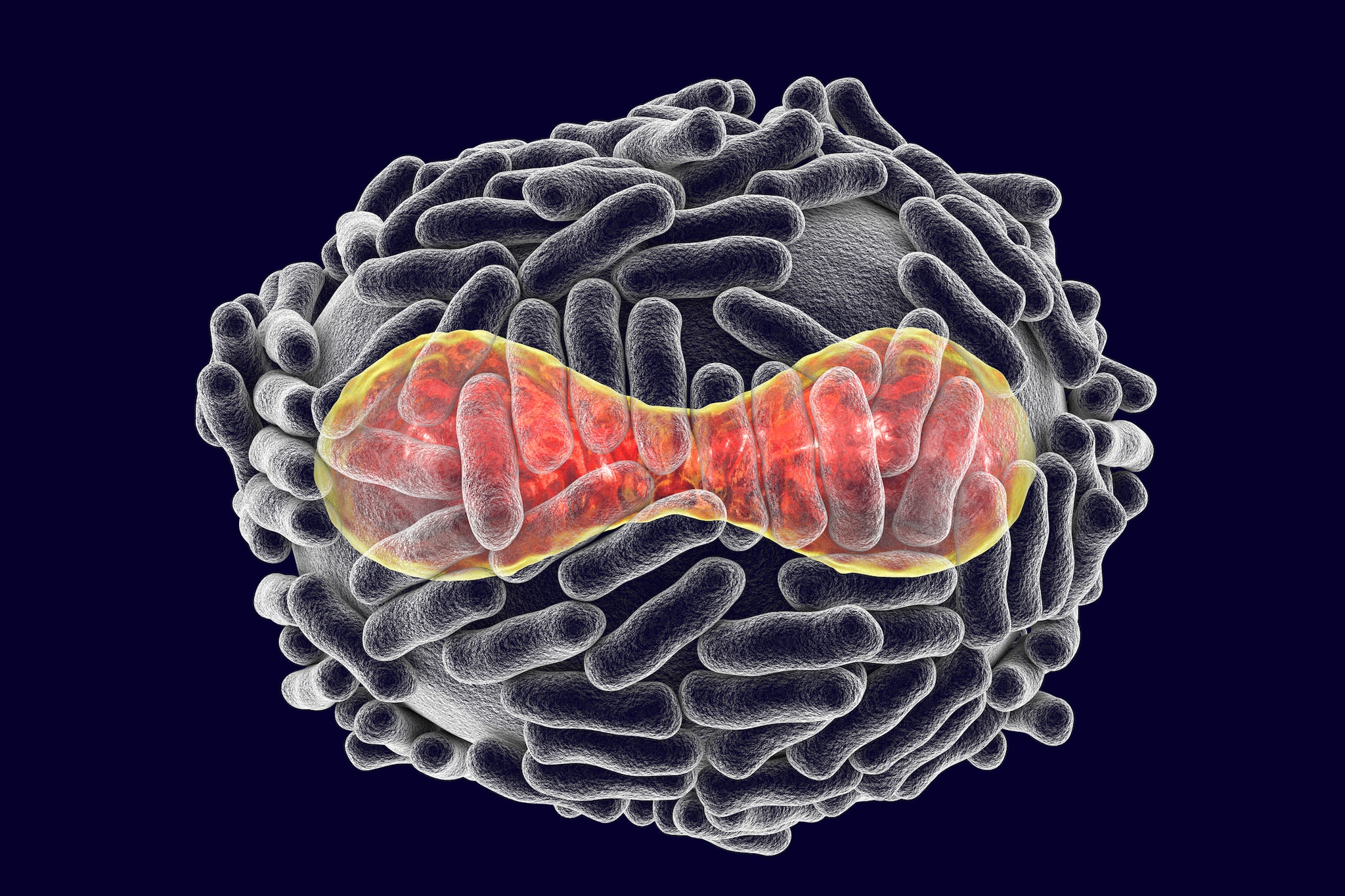 Variola virus, a virus from Orthopoxviridae family that causes smallpox, highly contagious disease eradicated by vaccination, 3D illustration