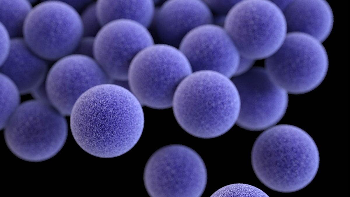 staphylococcus-aureus